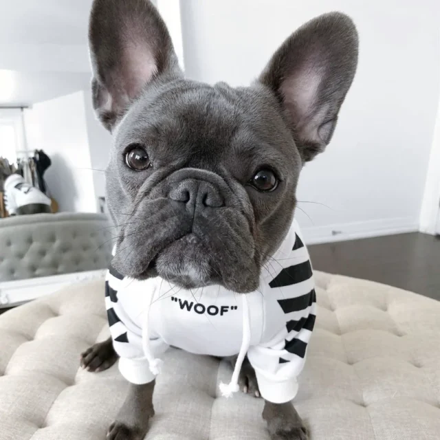 FATHIN French Bulldog Warm Clothes Dog Hoodie Adidog Sport Dog Hoodies Pet Clothes Puppy Dog Pugs Puppy Clothes - Image 3