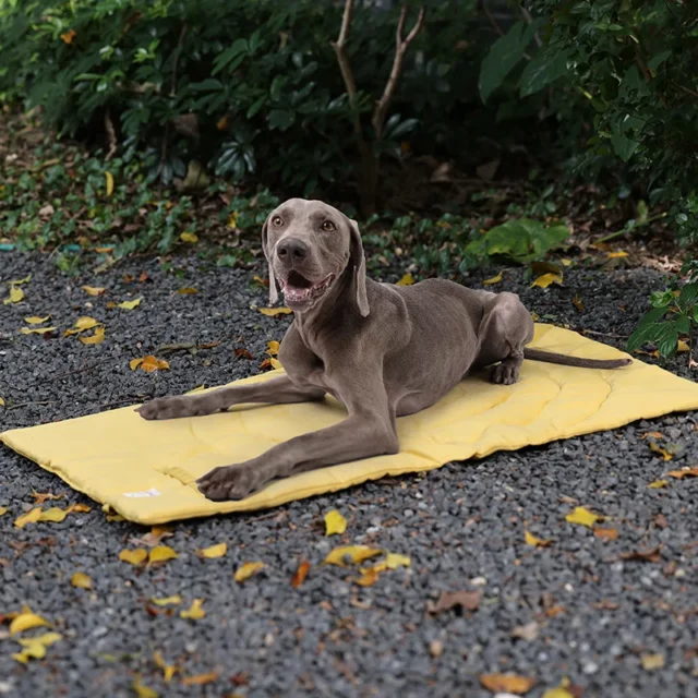 Portable Dog Pee Pad Warm Blanket Reusable Absorbent Puppy Waterproof Foldable Pad Pet Bed Urine Mat for Kennel Dog - Image 4