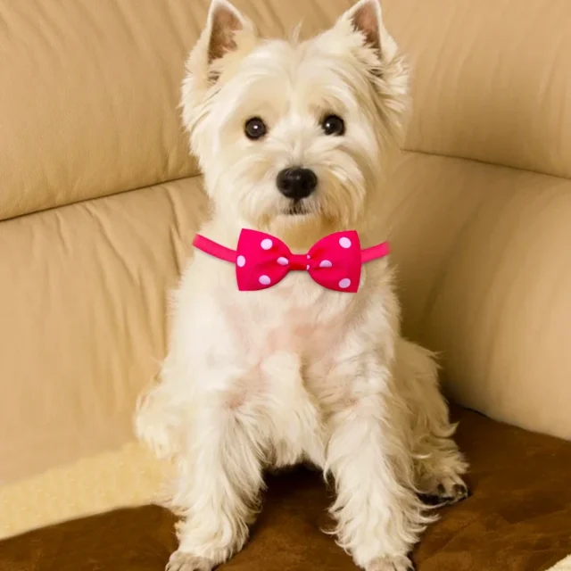 10pcs Pet Accessories Small Dog Bow Tie For Puppy Dog Bowties Collar Adjustable Girl Dogs Bowtie For Cat Dog Collar Pet Supplier - Image 5