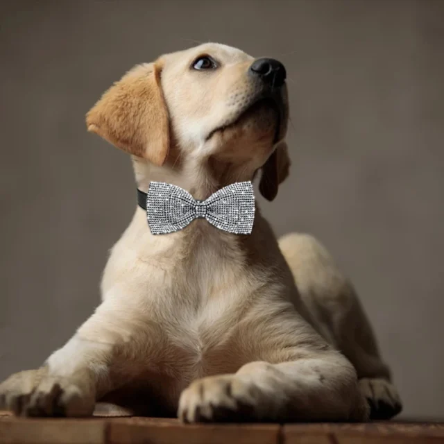 Exquisite Pet Dog Bowtie Dog Bows Diamond Shining Grooming Slidable Dog Collar For Dogs Cat Wedding Pet Products Dog Accessories - Image 4