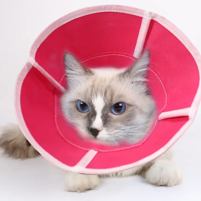 Cat Dog Anti-Bite Lick Surgery Wound Healing Cat Dogs Health Medical Circle Pet Protective Collar Dog Neck Cone Recovery Collar - Image 2